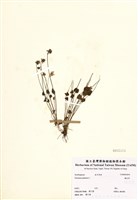 藏品(梅花草)的圖片